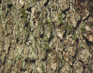 The bark of the tree is covered with patterns and roughnesses