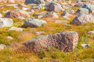 A solitary stones rest amidst yellow grass, symbolizing the delicate balance of nature. The image reflects themes of ecology, natural preservation, and the beauty of untouched landscapes
