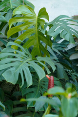 Close-Up of Monstera Deliciosa with Iconic Split Leaves in Natural Light