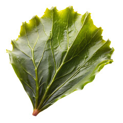 Kombu Seaweed Leaf Isolated on White Background