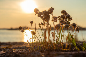 Pink Sea Thrift flowers blooming on coastal rocks in the Finnish archipelago on a sunset. A symbol of clean nature, environmental purity, and the fragile beauty of northern ecosystems