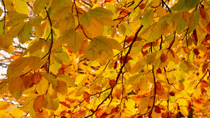 Hanging branches of trees with autumn ochre colours