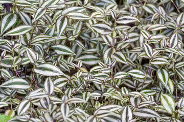 Tradescantia zebrina ground cover. A dense carpet of silvery-green Tradescantia leaves covers the ground. The moist leaves shimmer in the light.