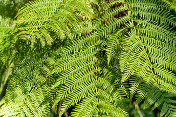 Tree Fern Dicksonia antarctic Close-up. Delicate fronds of a tree fern stretch out in bright sunlight. The fine structure of the leaves is clearly visible.