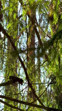 Pine forest in the morning with sun shining through branches