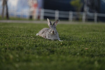 rabbit, animal, bunny, isolated, pet, fluffy, easter, fur, mammal, white, pets, hare, small, cute, domestic, farm, furry, ears, brown, animals, one, young, little, grey, rodent