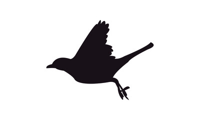 Flying American robin bird Silhouette Design  And Vector Illustration. 