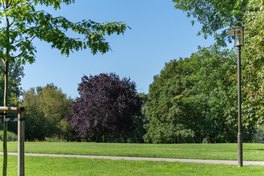Park landscape with purple copper beech. A well-kept park with a lawn and a striking copper beech with dark foliage. The sky is clear and the surroundings appear peaceful.