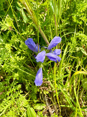 Dracocephalum charkeviczii Prob. (family Lamiaceae). The dragonhead of Kharkevich in the bay of Akhlestysheva on the island of Russian. Russia, Vladivostok