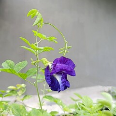 Close up of a vibrant purple butterfly pea flower (Clitoria ternatea) with green leaves on a neutral gray background. Herbal plant commonly used for natural food coloring, tea and traditional medicine