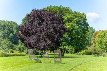Park lawn with deck chairs and trees. Several metal loungers stand on a sunny park lawn under shady...