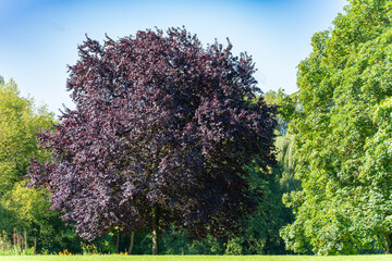 Copper Beech in Focus. The majestic copper beech with deep purple foliage takes center stage. Surrounded by a green canopy, it stands out in color.