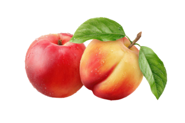 Two ripe, fresh nectarines, one mostly red, the other with a blushed yellow-orange, rest on a dark background.  Fresh green leaves and tiny water droplets accent the fruits