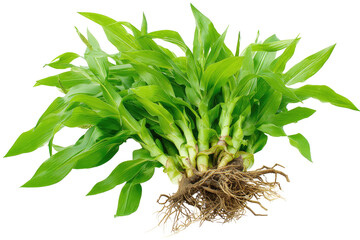 Fresh corn shoots with roots