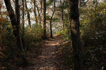 Obraz premium 森を抜けると展望台