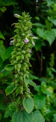 Macro photo of Indian catmint (Anisomeles indica) with pale purple flowers and fuzzy green stem, soft blurred background, ideal for herbal medicine, botany, gardening, and nature content