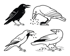 Vector art of four crows or ravens in a simple black and white line drawing illustration, isolated on a white background, eating seeds