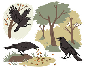 Vector art of three crows gathered in a forest clearing, two eating seeds from the ground and one flying overhead