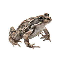 Fototapeta premium Closeup of a brown frog isolated on transparent background, studio shot