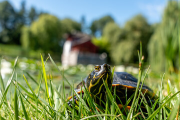 Fototapety na wymiar - Fototapeta24.pl