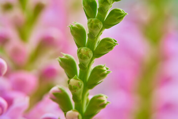 Beautiful pink flowers in the garden. Macro shot with shallow depth of field