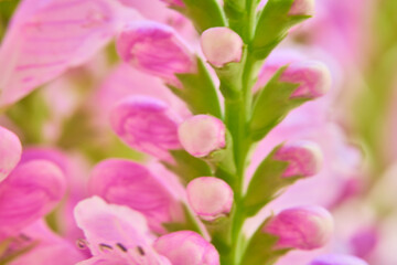 Obraz premium Beautiful pink flowers in the garden. Macro shot with shallow depth of field