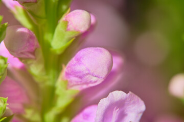 Fototapeta premium Beautiful pink flowers in the garden. Macro shot with shallow depth of field