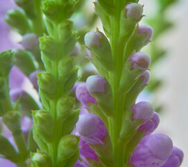 Obraz premium Beautiful pink flowers in the garden. Macro shot with shallow depth of field
