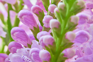 Obraz premium Beautiful pink flowers in the garden. Macro shot with shallow depth of field