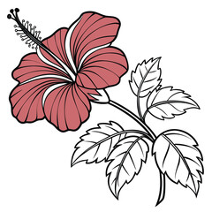Vector art of pink hibiscus flower with green leaves, isolated on white background