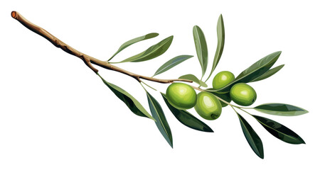 PNG Olive branch plant leaf tree.