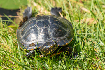 Back view of a turtle on a meadow. The turtle is seen from behind, sitting in the grass and looking towards the pond. Its shell is fully visible.
