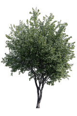 Isolated full view of a leafy tree