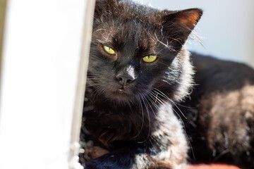 This is a closeup photo of a striking black cat with bright yellow eyes