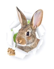 Obraz premium Rabbit peeking through hole (1)