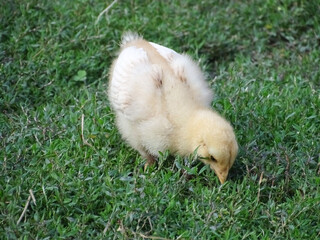 Little chick in the grass