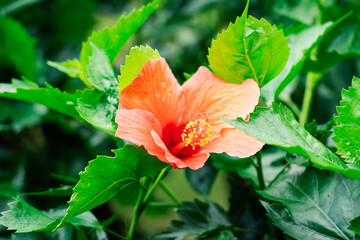 Hibiscus rose de chine au jardin de Balata