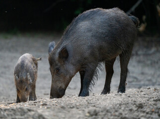 Mother wild boar with piglet