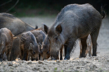 Mother wild boar with piglets