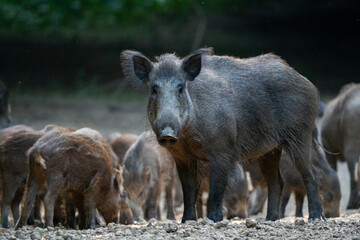 Vigilant mother wild boar with piglets © Xalanx