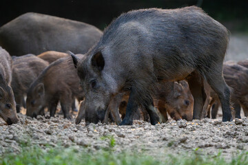 Mother wild boar with piglets