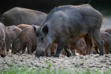 Mother wild boar with piglets
