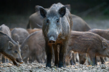 Vigilant mother wild boar with piglets