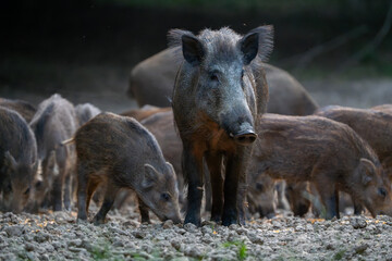 Vigilant mother wild boar with piglets