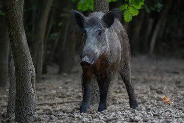 Obraz premium Protective mother wild boar patrolling