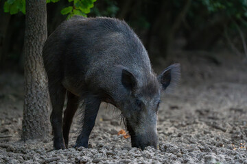 Female wild boar sniffing ground