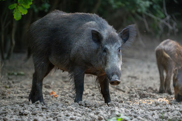 Protective mother wild boar patrolling