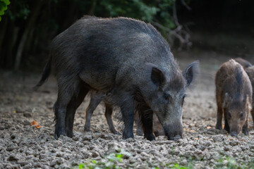 Mother wild boar with piglet