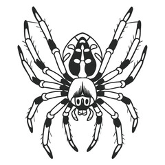 Vector art of detailed illustration of a spider with eight legs and distinct markings, isolated on a white background