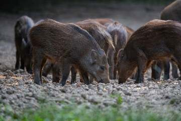 Wild boar piglets feeding